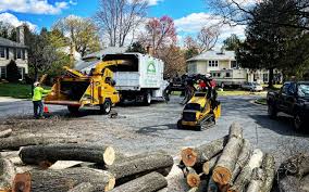 Best Tree Cabling and Bracing  in San Castle, FL