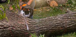How Our Tree Care Process Works  in  San Castle, FL